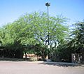 Acacia-berlandieri-habit