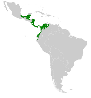 Amazilia tzacatl map.svg