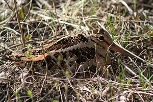 Squat brown bird with long bill, concealed in grass