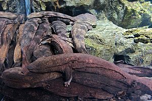 Andrias japonicus in KYOTO AQUARIUM13-r