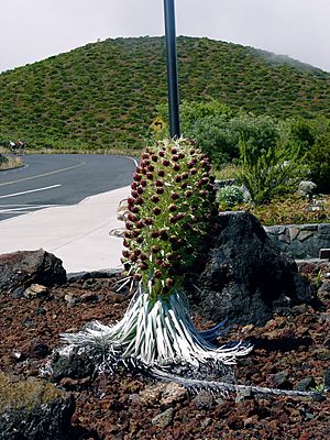 Argyroxiphium Haleakala.jpg