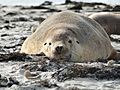 Australian sea lion 03