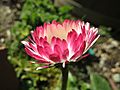 Bellis perennis (8580127027)