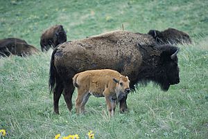 Bison Cow and Calf