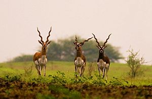 Blackbucks ranebennur