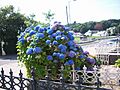 BlueHydrangea