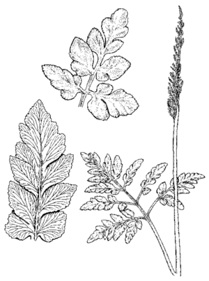 Botrychium oneidense drawing.png