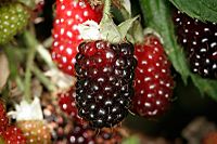 Boysenberries