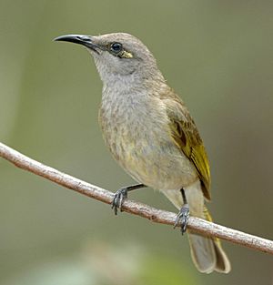 Brown Honeyeater kobble sep05.jpg