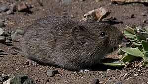 California Vole (Microtus californicus) (cropped).jpg