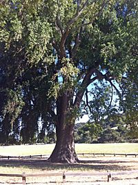 California bay laurel 2012-06-16