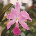 Cattleya labiata