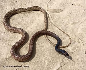 Ccoachwhip, Masticophis flagellum