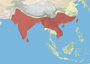 Chestnut-tailed Starling Range.jpg