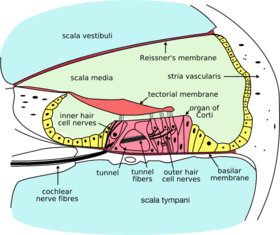 Cochlea-crosssection