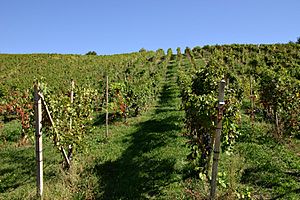 Colline novaresi