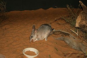 Easter Bilby.jpg