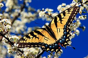 Eastern tiger swallowtail3