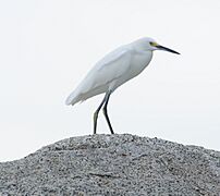 Egretta thula of the Tayrona national park, Colombia