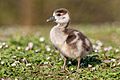 Egyptian goose (Alopochen aegyptiaca) gosling 01