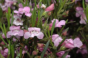 Eremophila campanulata.jpg