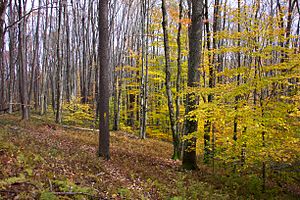 FallForest WV USA