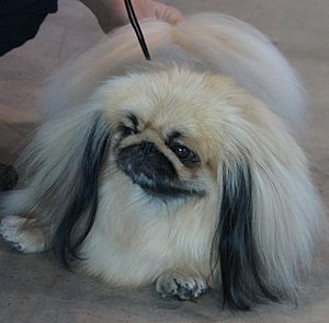 Fenka pekinéze