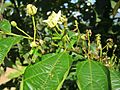 Flower of Celtis australis NP