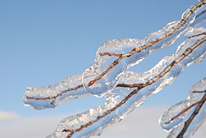 Freezing Rain on Tree Branch