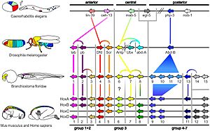 Genes hox