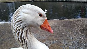 Goose 