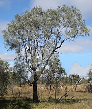 Grevillea striata tree.jpg