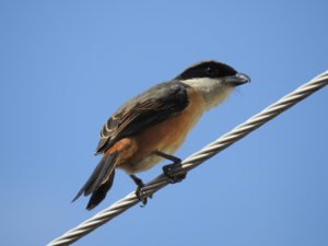 Grey-backed Shrike