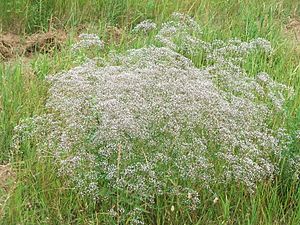 Gypsophila paniculata.jpg