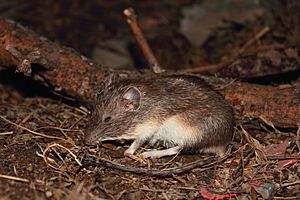 Heteromys irroratus texensis.jpg