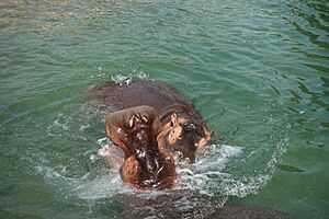 Hippo brothers play