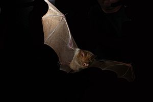 Hipposideros diadema (3933426171).jpg