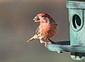 House finch (33687)2