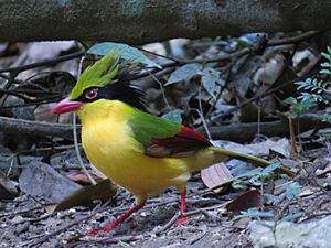 Indochinese green magpie