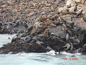 Islaspalomino