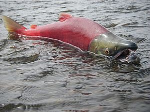 July 2010, Spawning male sockeye (6990781448)