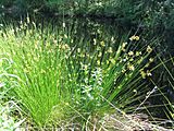 Juncus effuses