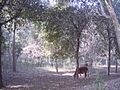 Jungle in Punjab