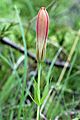 Lilium philadelphicum 5473587