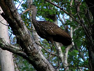 Limpkin - Wekiwa State Park