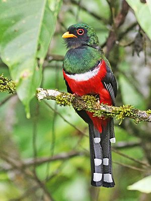 Masked Trogon JCB