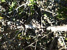 Melaleuca longistaminea (fruits)