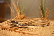 Mimic Glass Lizard (2289044746).jpg