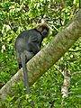 NILGIRI LANGUR (Trachypithecus johnii)