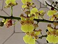 Oncidium cebolleta